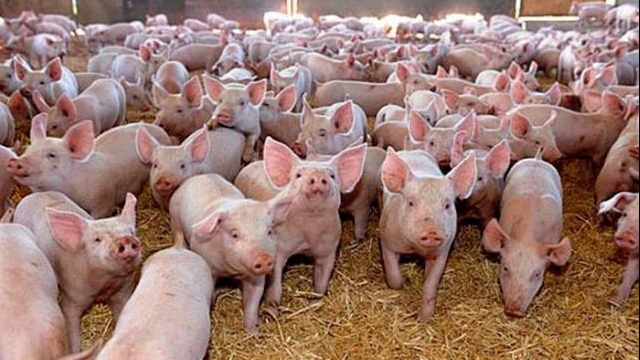 Focar de pestă porcină la o fermă din Mehedinți, în prag de sărbători. Peste 1500 de porci au fost sacrificaţi
