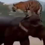 Moment impresionant surprins în timpul inundațiilor: imaginile care au făcut înconjurul lumii