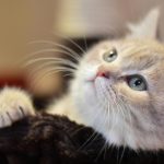 Bărbat din București reținut după ce și-a aruncat pisica de la etaj. Care este starea bietului animal
