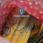 Descinderi în Suceava: percheziții ample în două dosare privind evaziunea fiscală, delapidarea și traficul ilegal de lemn