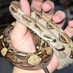 Descoperire șocantă într-un apartament din Bihor. Crescătorie ilegală de vipere și tarantule - FOTO