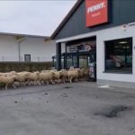 Zeci de oi au dat năvală într-un supermarket Penny. Vizita-surpriză a provocat haos pentru 20 de minute - VIDEO