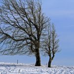 Meteorologii au emis noi avertizări de ninsori, intensificări ale vântului și ger. Vezi HARTA actualizată