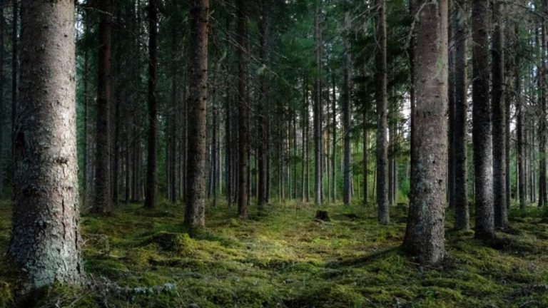Descoperire macabră în Vrancea. Trupul neînsuflețit al unui muncitor, localizat într-o pădure