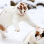 Câinii și pisicile în ger: la ce temperaturi rezistă și cum îi protejăm corect