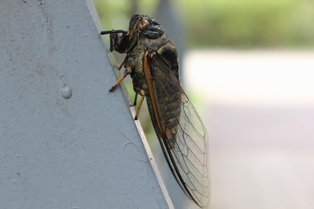 Cicadele: Insecte Fascinante cu O Viață Ascunsă și Implicații Ecologice