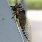 Cicadele: Insecte Fascinante cu O Viață Ascunsă și Implicații Ecologice
