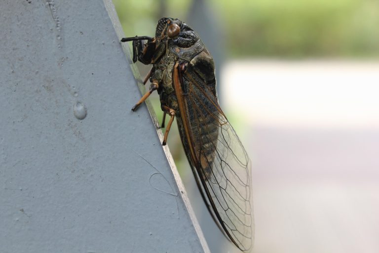 Cicadele: Insecte Fascinante cu O Viață Ascunsă și Implicații Ecologice
