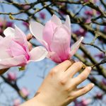 Timișoara: Orașul Florilor – O Aventura în Culori și Parfumuri Primăvăratice