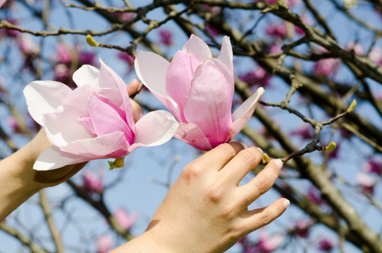 Timișoara: Orașul Florilor – O Aventura în Culori și Parfumuri Primăvăratice