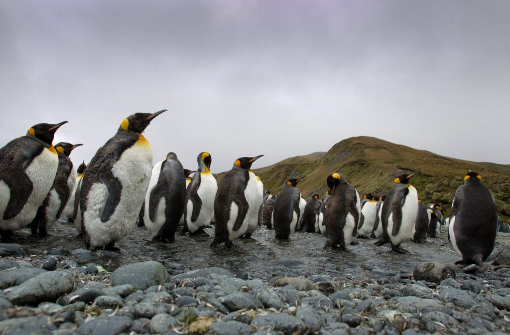 Dispariția Pinguinilor Imperiali: O Alarmă pentru Biodiversitate și Schimbările Climatice