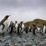 Dispariția Pinguinilor Imperiali: O Alarmă pentru Biodiversitate și Schimbările Climatice