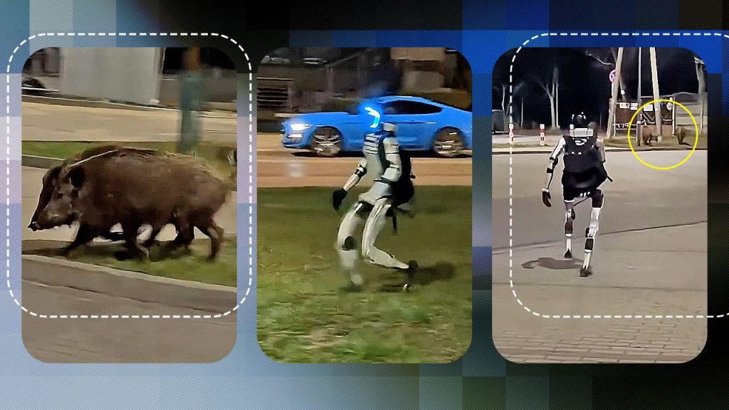 Edward Warchocki: Robotul Umanoid care Alergă Porci Mistreți și Implicațiile Tehnologice ale Inovației în Polonia