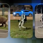 Edward Warchocki: Robotul Umanoid care Alergă Porci Mistreți și Implicațiile Tehnologice ale Inovației în Polonia