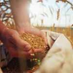 Autosuficiența alimentară: O privire detaliată asupra României și a provocărilor globale