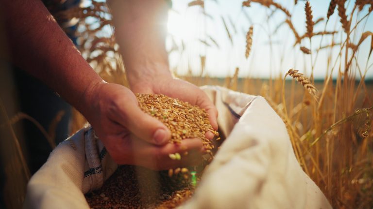 Autosuficiența alimentară: O privire detaliată asupra României și a provocărilor globale