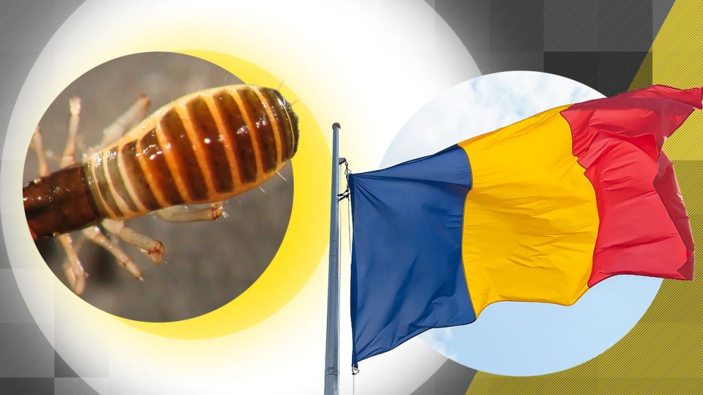 Pseudoscorpionul din Munții Bucegi: O privire detaliată asupra unei specii rare și fascinante