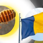 Pseudoscorpionul din Munții Bucegi: O privire detaliată asupra unei specii rare și fascinante