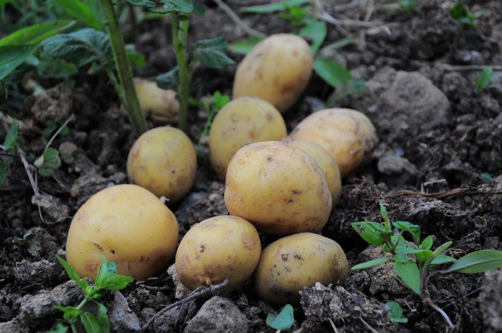 O Inițiativă Unică în România: Masa Caldă din Cartofii Cultivați de Primărie în Horodnic de Sus