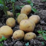 O Inițiativă Unică în România: Masa Caldă din Cartofii Cultivați de Primărie în Horodnic de Sus