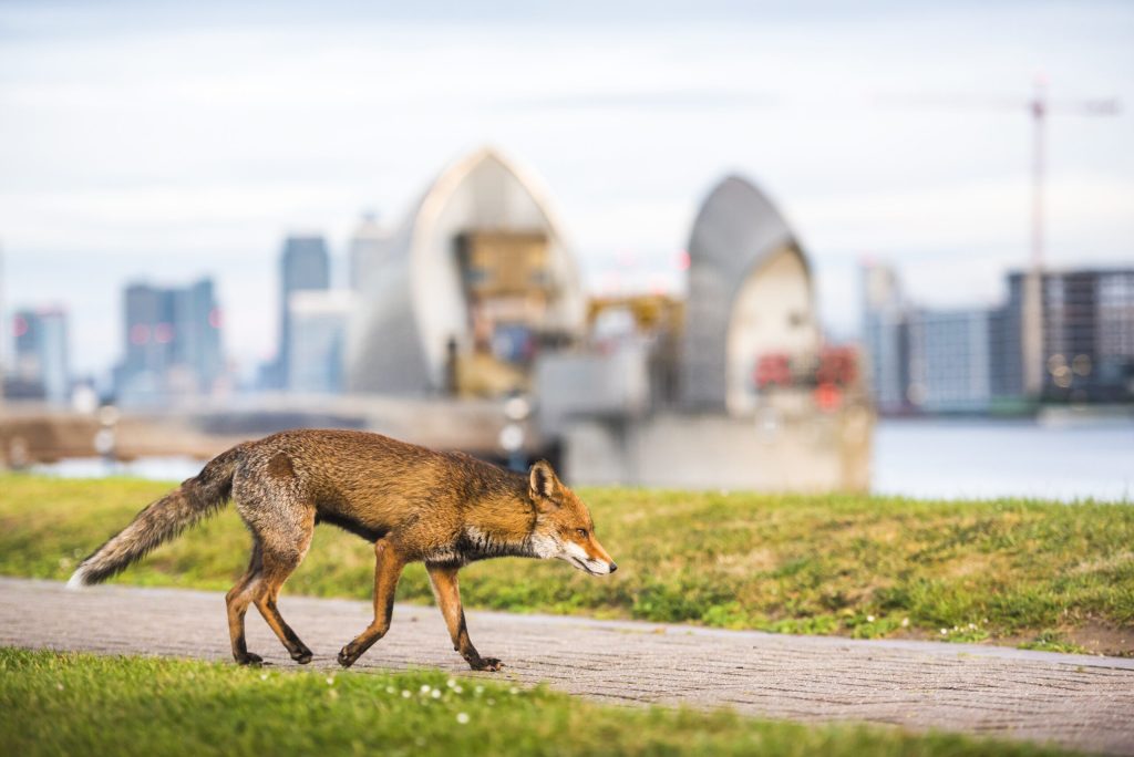 Evoluția animalelor urbane: O privire aprofundată asupra adaptării și uniformizării comportamentale în mediul urban