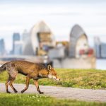 Evoluția animalelor urbane: O privire aprofundată asupra adaptării și uniformizării comportamentale în mediul urban