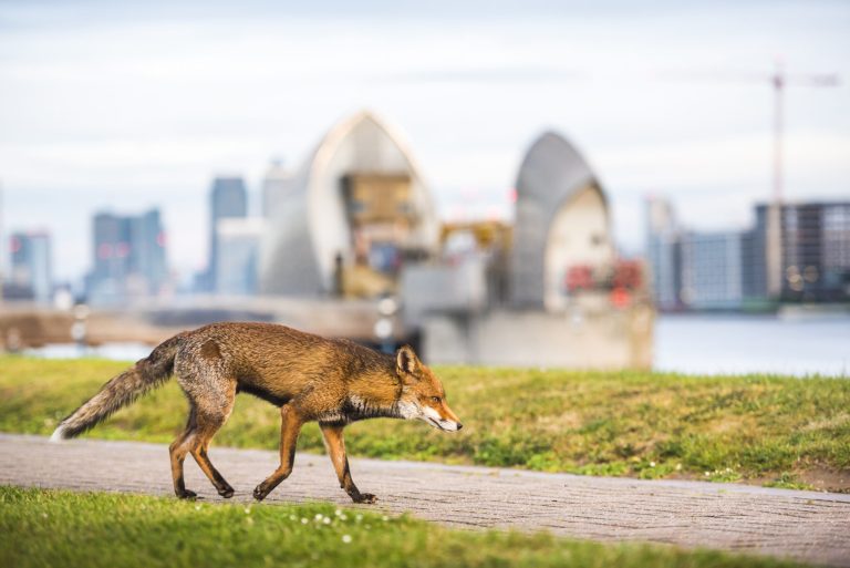 Evoluția animalelor urbane: O privire aprofundată asupra adaptării și uniformizării comportamentale în mediul urban