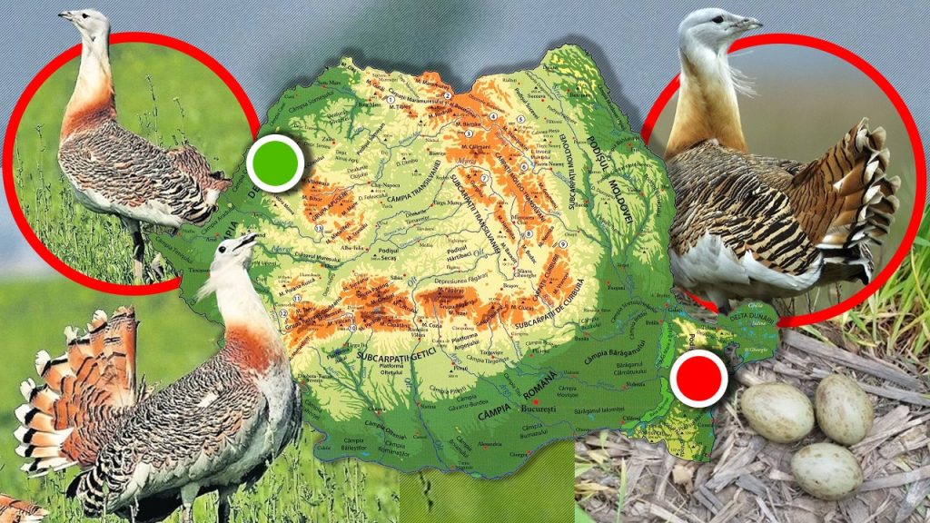 Dropia: O Păsăre Legendară în Pericol - Istoria, Dispariția și Eforturile de Conservare în România