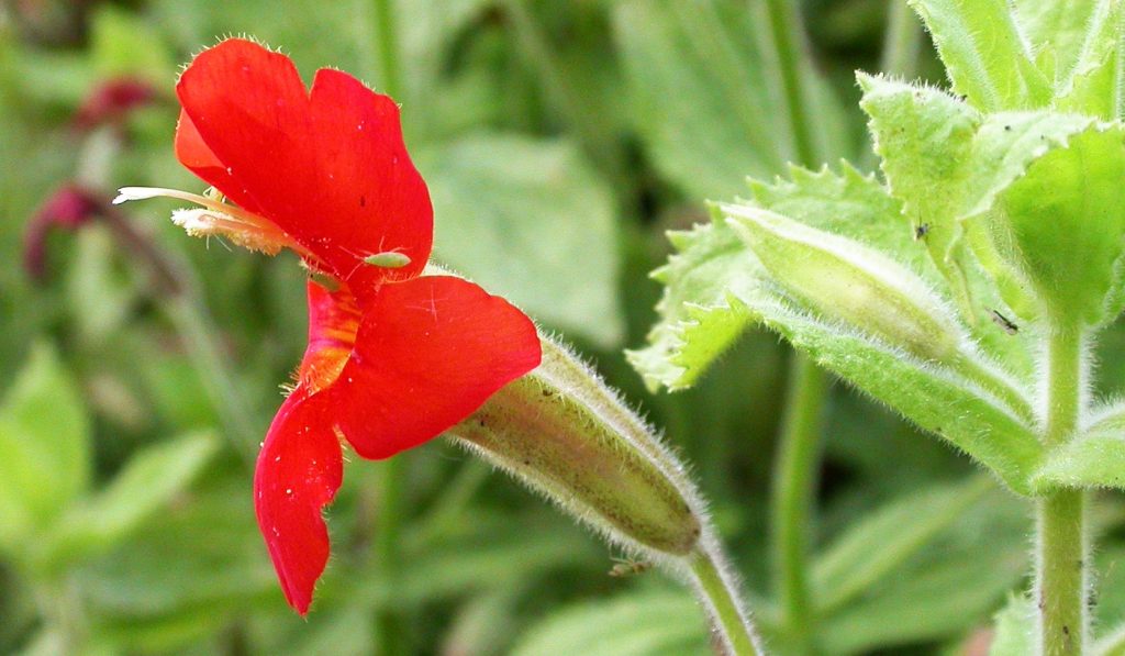 Descoperirea unei flori din California: Adaptarea rapidă a naturii în fața schimbărilor climatice