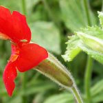 Descoperirea unei flori din California: Adaptarea rapidă a naturii în fața schimbărilor climatice