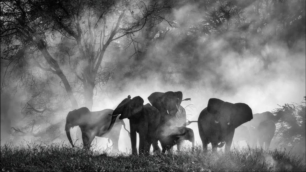 Misterul Elefanților Fantomă din Africa: O Descoperire Care Schimbă Totul
