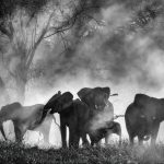 Misterul Elefanților Fantomă din Africa: O Descoperire Care Schimbă Totul