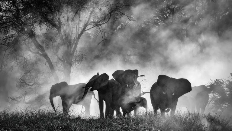 Misterul Elefanților Fantomă din Africa: O Descoperire Care Schimbă Totul