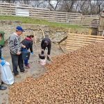 Sprijin comunitar în vremuri dificile: Inițiativa Primăriei Soveja de a oferi cartofi gratuit localnicilor