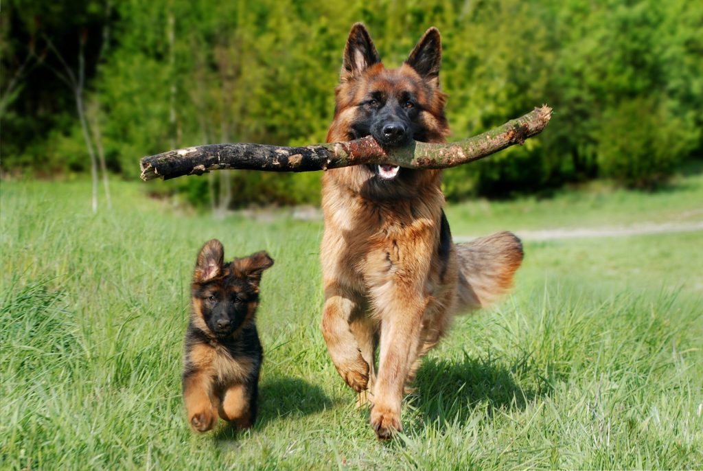 Responsabilitatea Proprietarilor de Câini: Noile Reguli și Implicațiile Lor în România