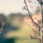 Vremea de Florii 2026: O Analiză Detaliată a Prognozei Meteo pentru Weekendul de Sărbătoare