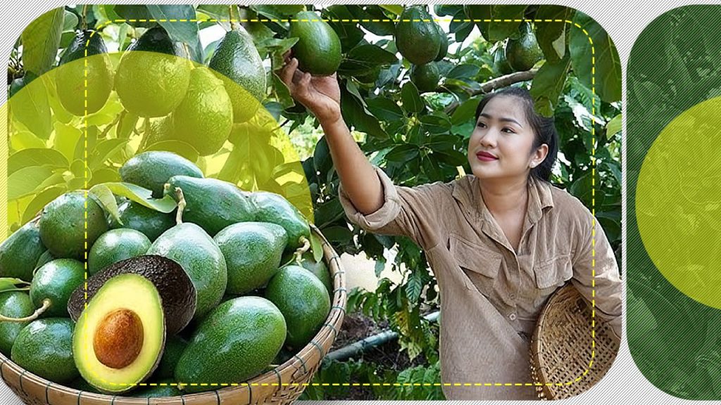 Avocado: Secretul unui Fruct Fascinant Care Nu Se Coace în Copac