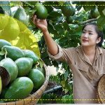 Avocado: Secretul unui Fruct Fascinant Care Nu Se Coace în Copac