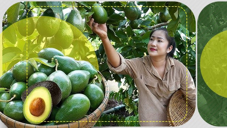 Avocado: Secretul unui Fruct Fascinant Care Nu Se Coace în Copac