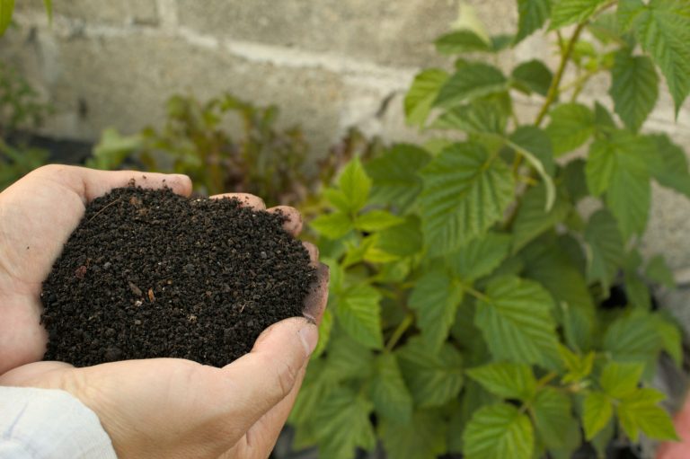 Transformă-ți Grădina în 30 de Zile: Ghid Complet pentru un Sol Sănătos și Fertil