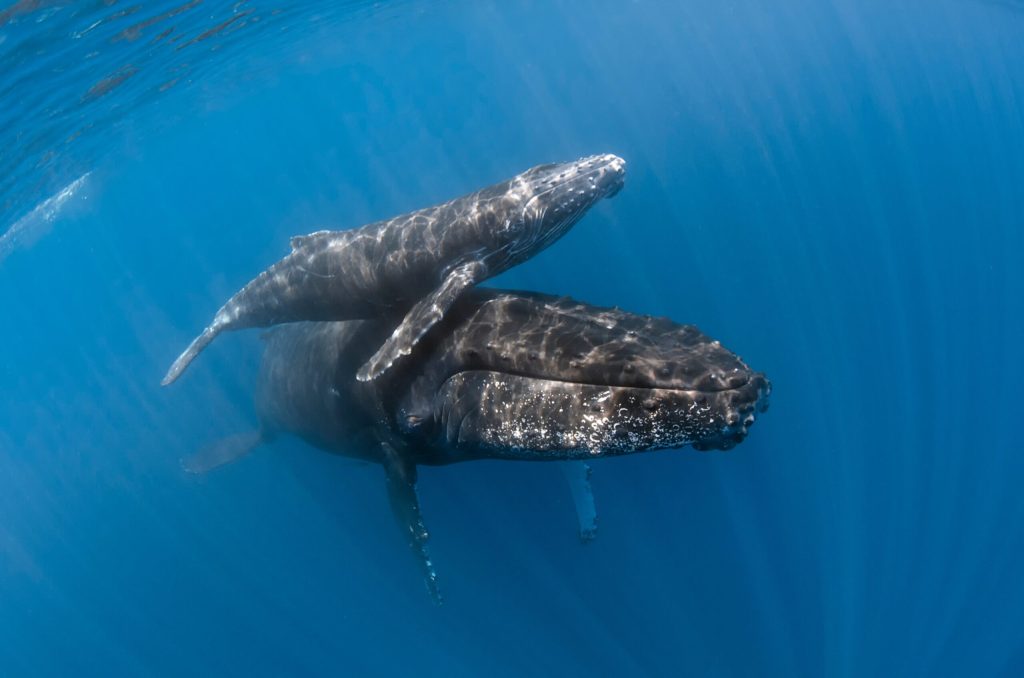 Naștere rară în ocean: Balenele cașalot și solidaritatea maternă în sălbăticie