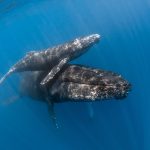 Naștere rară în ocean: Balenele cașalot și solidaritatea maternă în sălbăticie