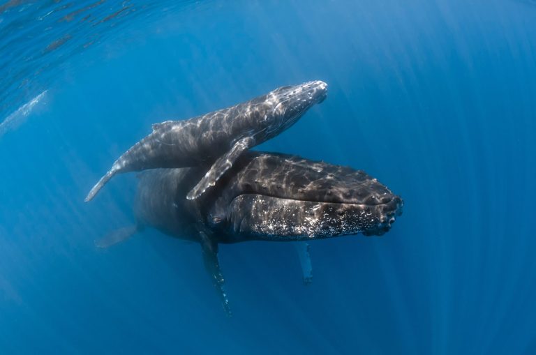 Naștere rară în ocean: Balenele cașalot și solidaritatea maternă în sălbăticie
