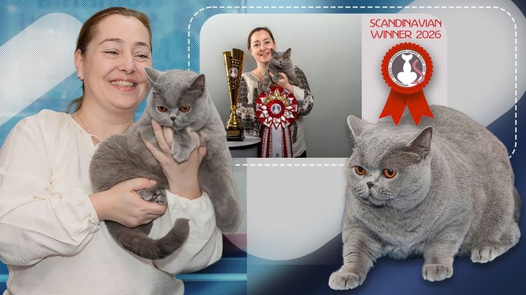 Kira Kiralina: Ambasadoarea excelenței feline românești în Europa și Scandinavia