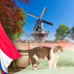 Decizia Olandei de a interzice rasele de pisici Sphynx și Scottish Fold: O analiză asupra bunăstării animalelor