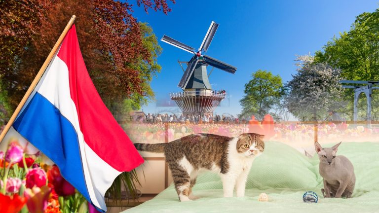 Decizia Olandei de a interzice rasele de pisici Sphynx și Scottish Fold: O analiză asupra bunăstării animalelor