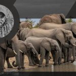 Tragedia vânătorului de trofee: moartea unui milionar în jungla africană