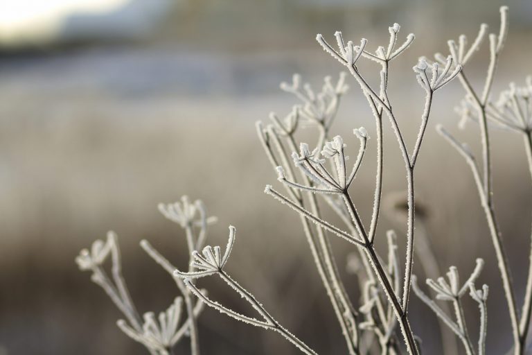 Frig și Brumă în Transilvania: Impactul Vremii Asupra Agriculturii și Viața Cotidiană