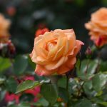 Îngrijirea trandafirilor în luna mai: Secretele fertilizării cu îngrășământ natural din ceai