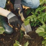 Secretele grădinăritului natural: Cum părul uman poate transforma grădina ta